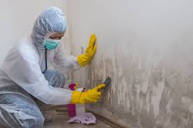 Best Attic Mold Removal  in Countryside, IL